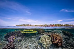 The Ultimate Frontier of Underwater Photography: Navigating and Capturing the Marine Masterpiece of Raja Ampat