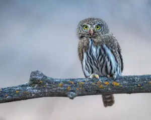 Capturing the Phantom of the Forest: A Professional Guide to Owl Photography and Fieldcraft