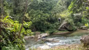 Into the Primeval Green: A Comprehensive Field Guide to Navigating Earth’s Vanishing Tropical Rainforests