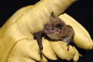 Shadows of the Black Hills: Jerome State Historic Park Hosts Annual Bat Walk Amid State-Wide Conservation Push