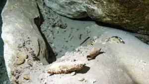 Unlocking the Submerged Past: New Framework Revolutionizes the Study of Ancient Bones in Underwater Caves